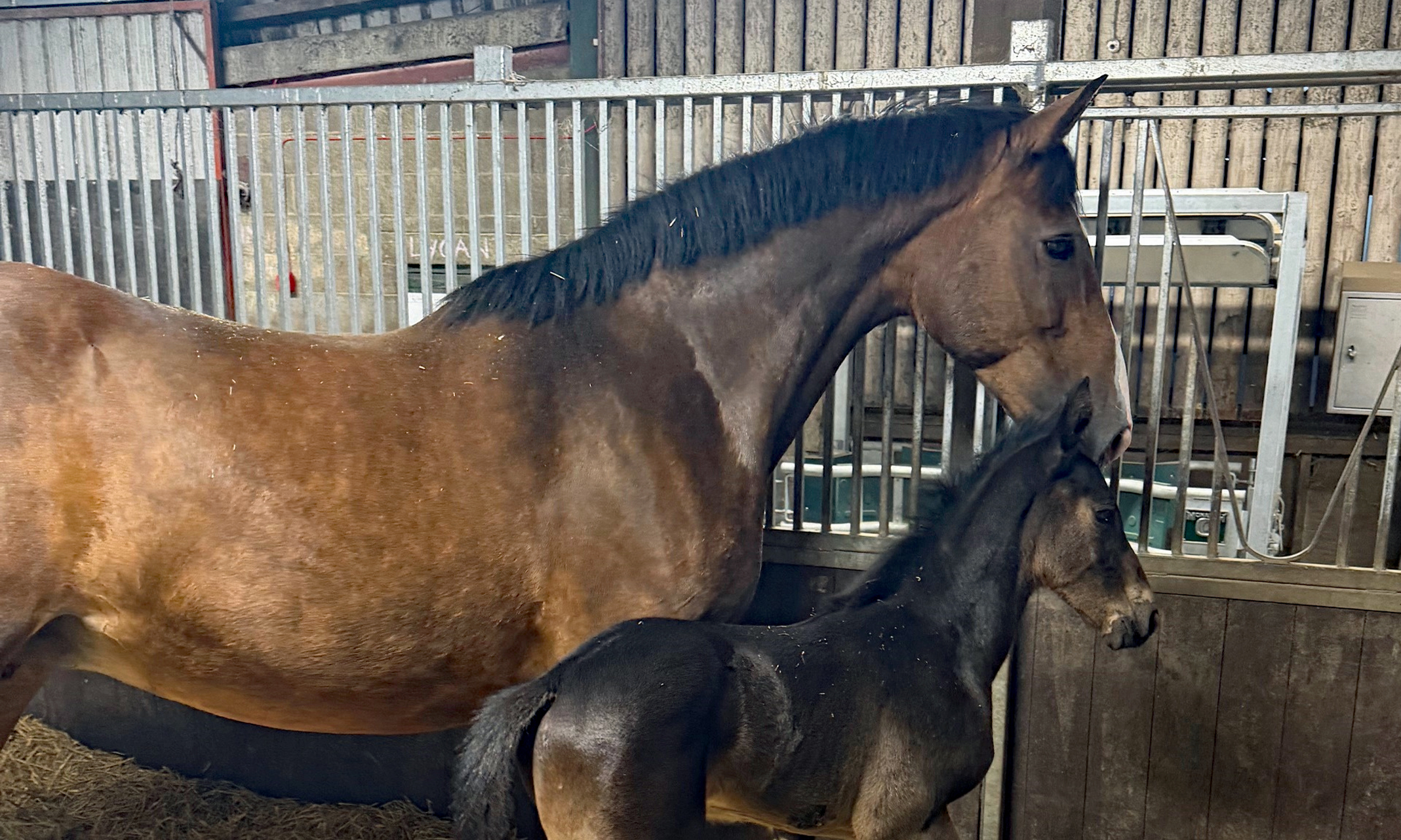horse_foal_in_stable