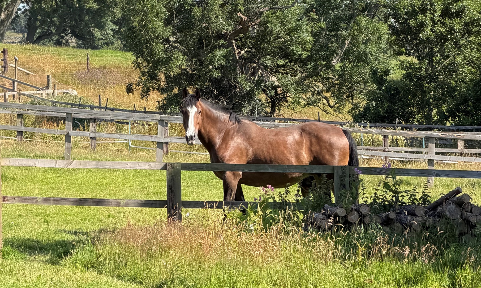 horse_in_field